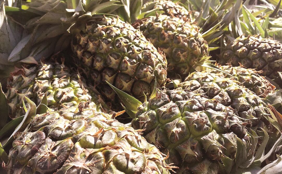 Foto: Archivo. EL UNIVERSAL