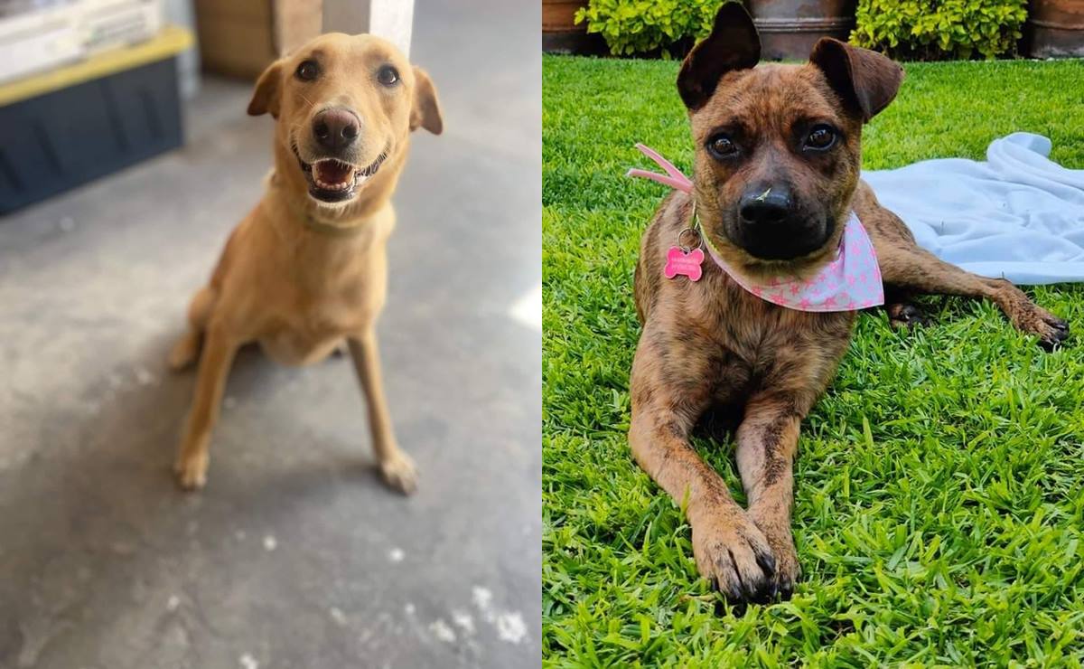 Colectivo Amigo Fiel, un faro de esperanza para perros desprotegidos. Foto: Amigo Fiel