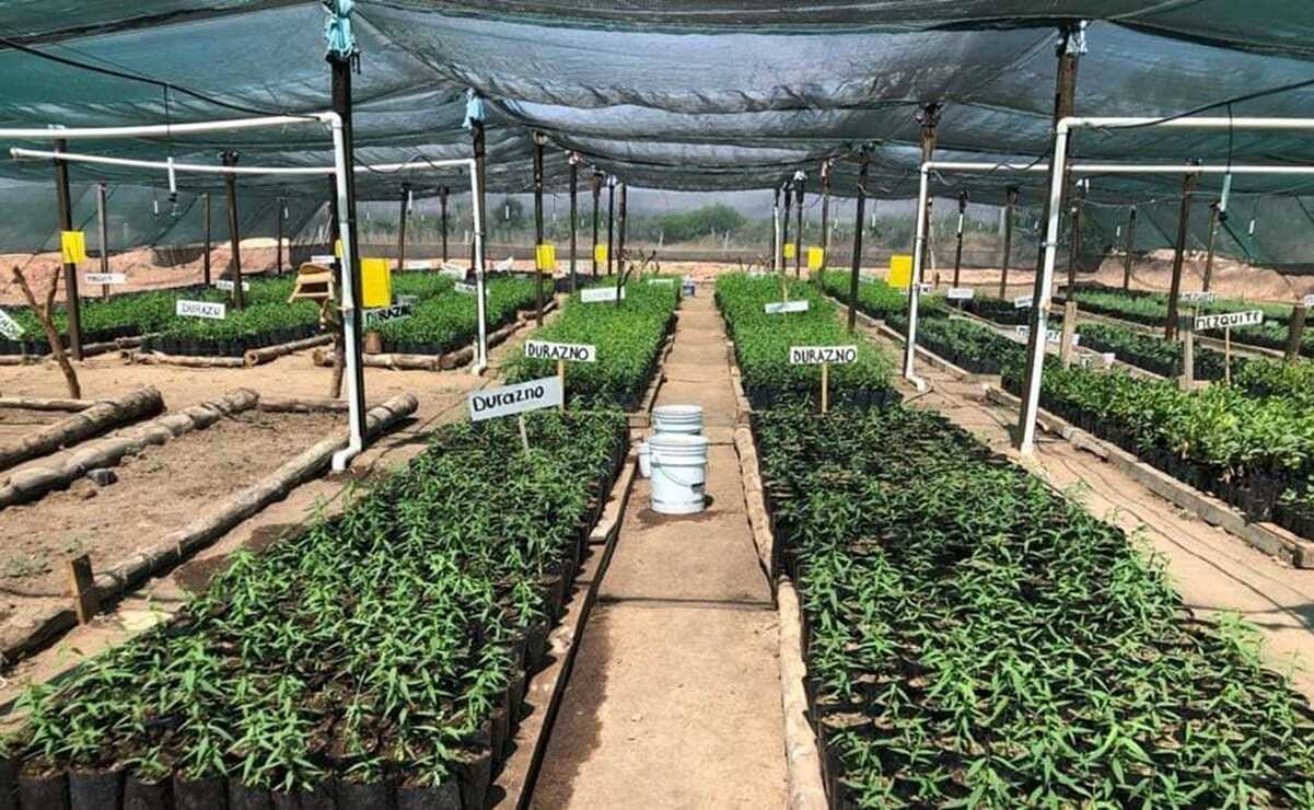 En paro, 6 viveros de Sembrando Vida en SLP; campesinos denuncian despidos injustificados 