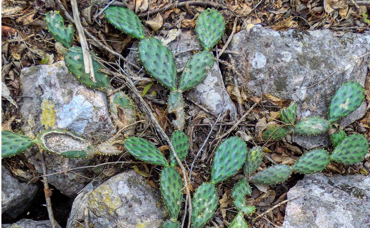 El registro de esta nueva especie de nopal llevó un largo proceso desde su descubrimiento en SLP. La Opuntia fortanelli lleva el nombre de su descrubidor. Foto: Especial
