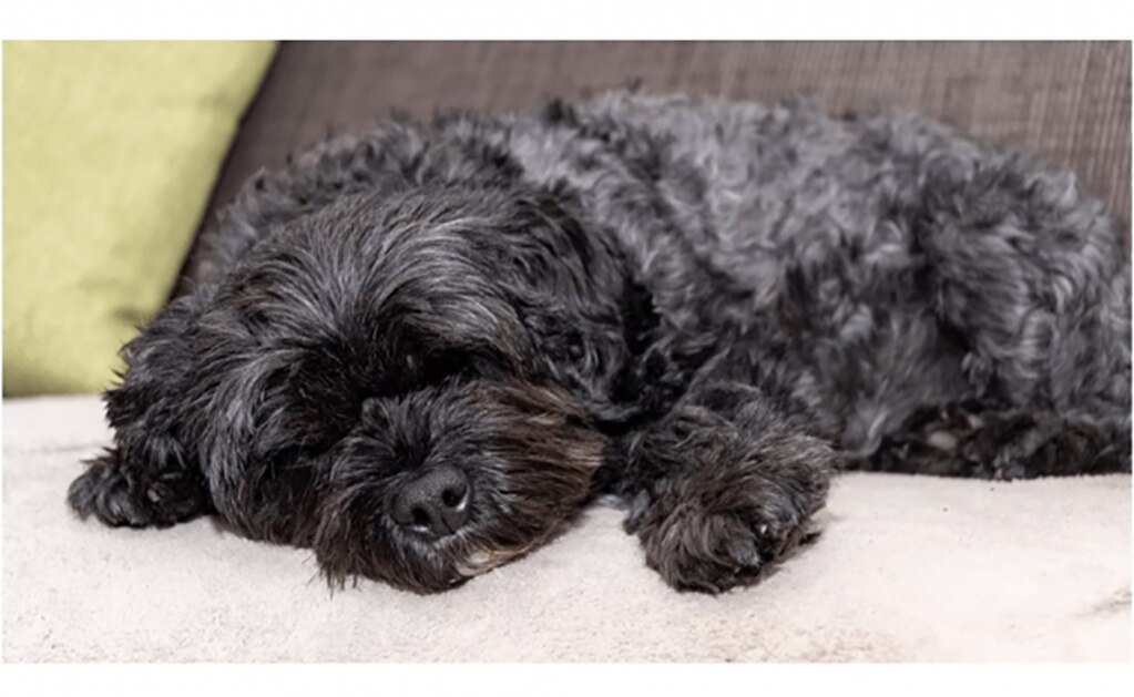 Foto: Archivo. El Universal.