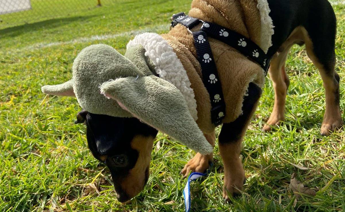 Las mascotas también deben tener un cuidado especial en temporada de frío. Foto: Humberto Torres EL UNIVERSAL