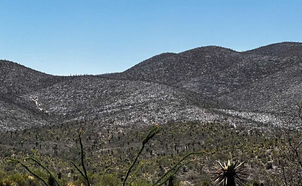 Controlado, incendio forestal en el cerro de El Sabino, en los límites de SLP y Zacatecas. Fotos: Especiales