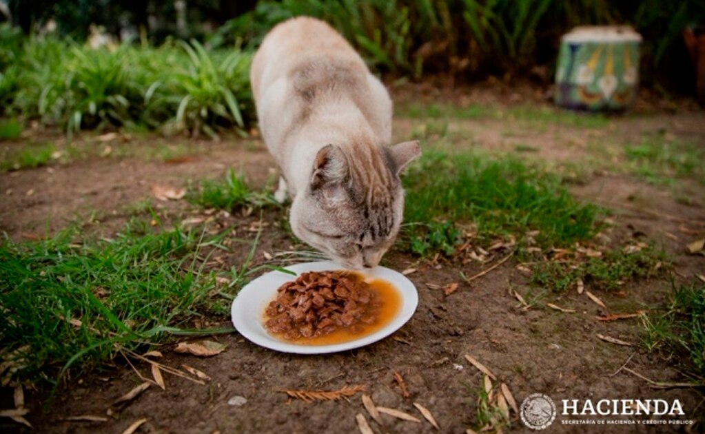 Gatos de Palacio Nacional están de regreso y en buenas condiciones: SHCP