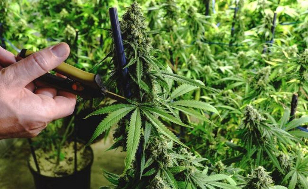  Prioridad evitar adicciones ante uso lúdico de marihuana, afirma Miguel Navarro