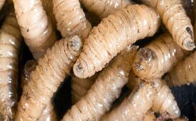 ¡Alerta! Confirman dos casos de gusano barrenador en humanos en San Luis Potosí