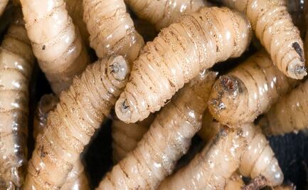 ¡Alerta! Confirman dos casos de gusano barrenador en humanos en San Luis Potosí