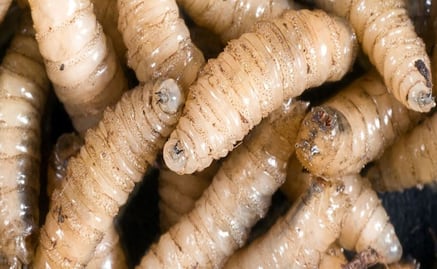 ¡Alerta! Confirman dos casos de gusano barrenador en humanos en San Luis Potosí