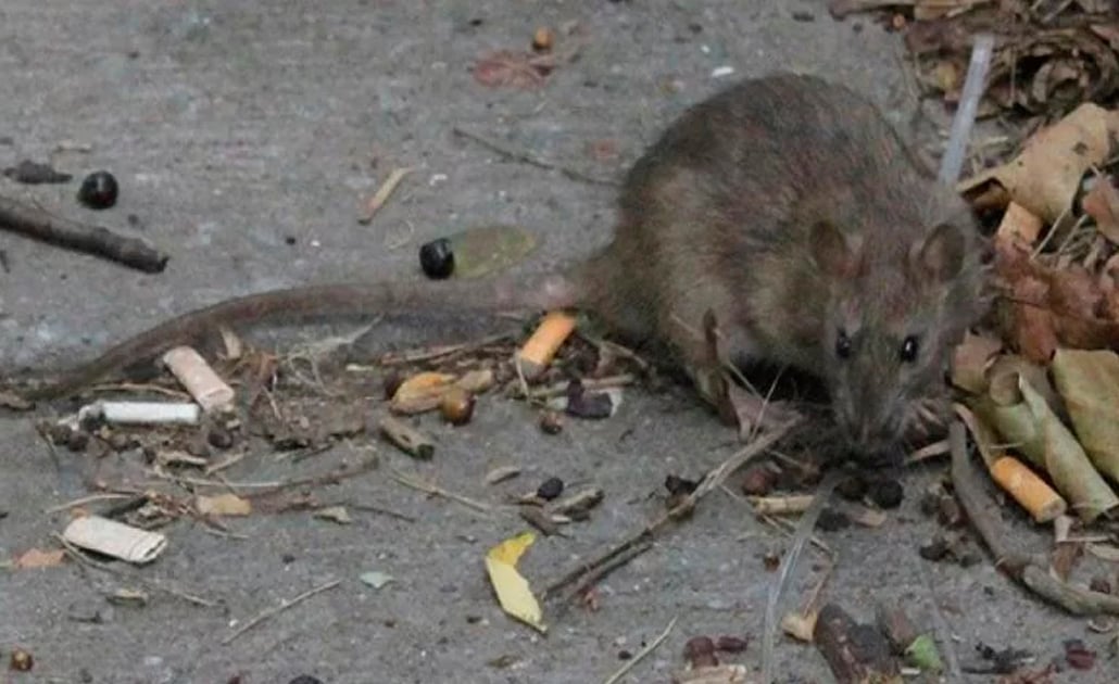 Confirmado: las ratas no pueden contagiarte de rabia si te muerden