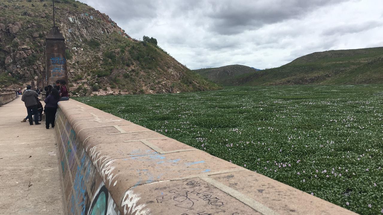 Interapas iniciará labores de limpieza de lirio en presa San José