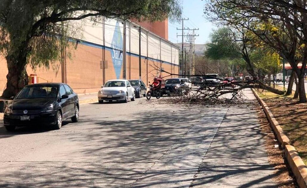 Fuertes vientos derriban árbol en avenida Chapultepec