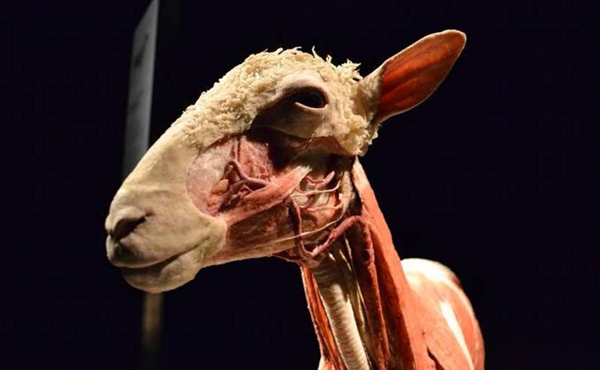 Llega a San Luis Potosí la exposición "Body Worlds: Animal Inside Out"