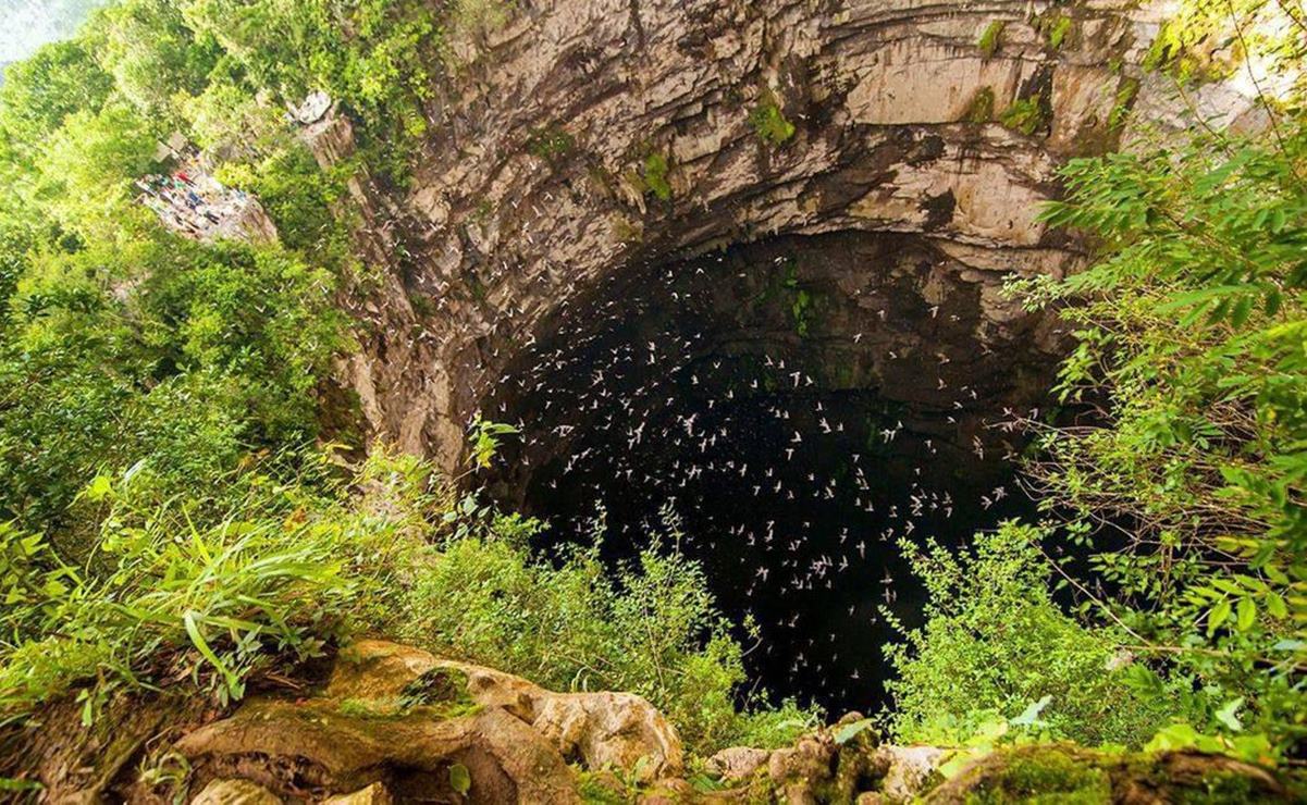 Así es el Sótano de las Golondrinas en SLP, lugar donde murieron cientos de aves