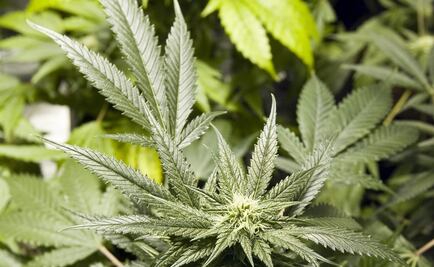 Departamento de Salud de Nueva York respalda legalización de marihuana