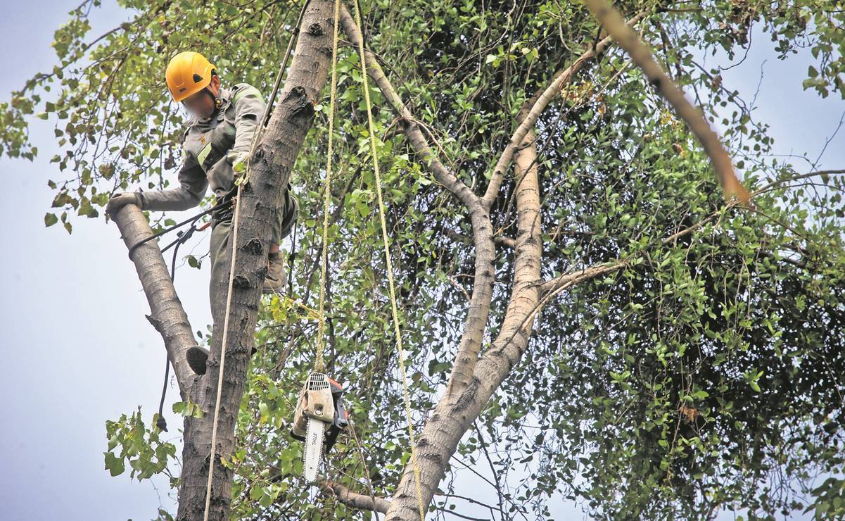 CFE contrata a terceros para podar árboles, pero no se apegan a los protocolos de cuidado ambiental, señalan autoridades. Imagen ilustrativa. Foto: Archivo