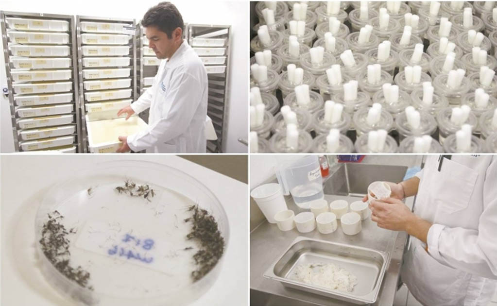 Investigadores explican que la bacteria wolbachia no afecta al ser humano ni a los animales, por lo que un mosquito infectado no implica ningún riesgo. Fotos/CARLOS MEJÍA. EL UNIVERSAL