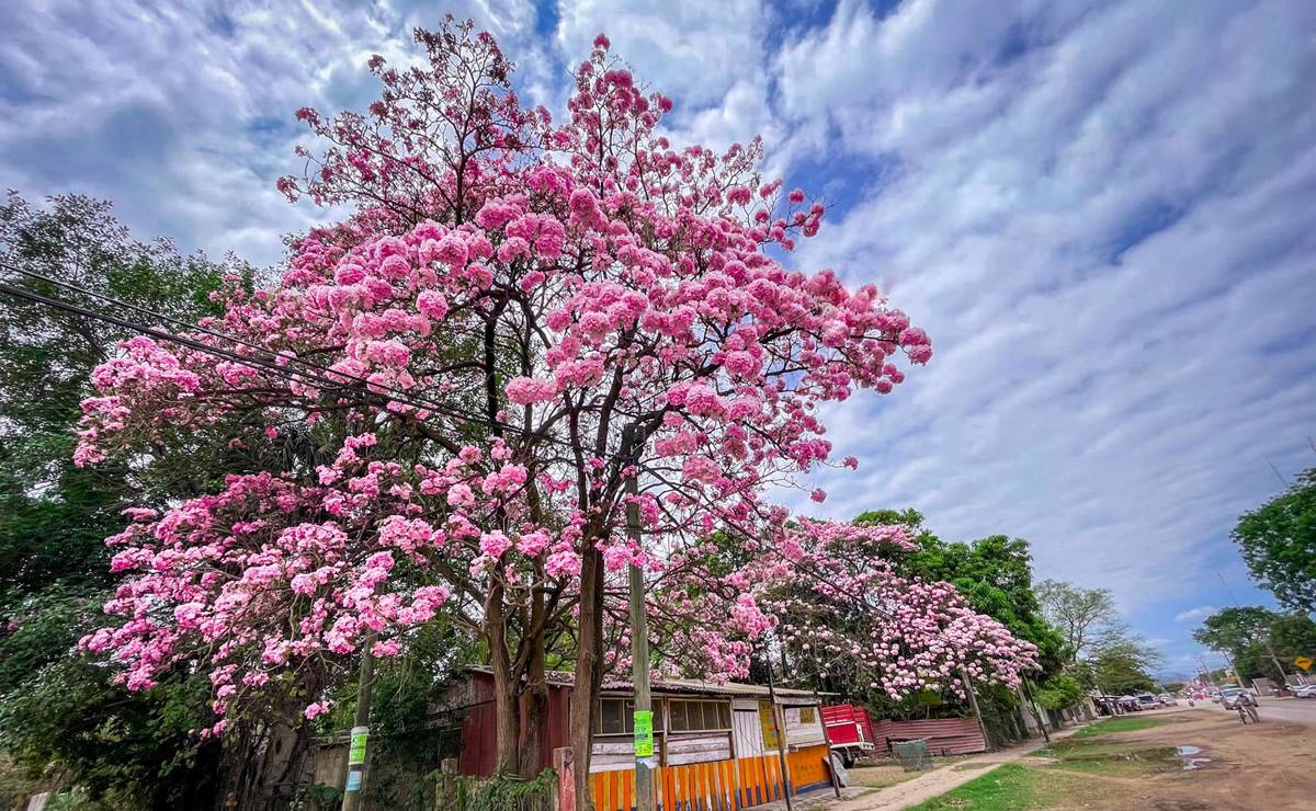 Foto: Tomada de Facebook El naranjo slp Turismo -2021-2024