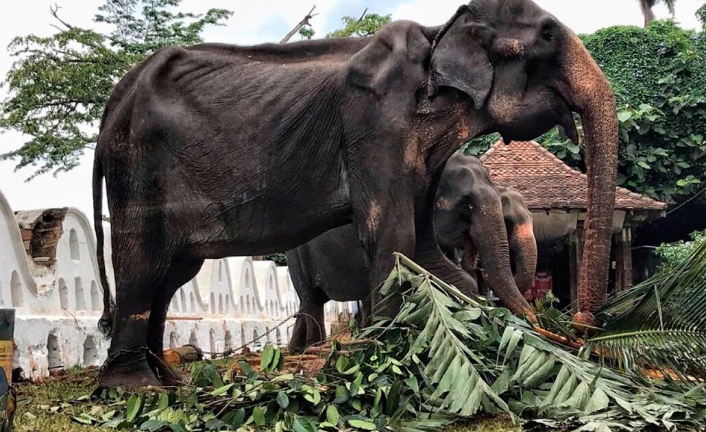 Muere Tikiri, la elefanta desnutrida que iba a desfilar en Sri Lanka