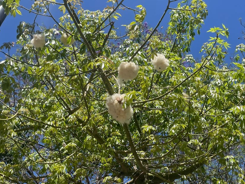 Foto: Humberto Torres