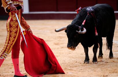 Legislador potosino busca prohibir corridas de toros y peleas de gallos con sustento científico