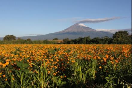 Cempasúchil, el significado de la flor de Día de Muertos