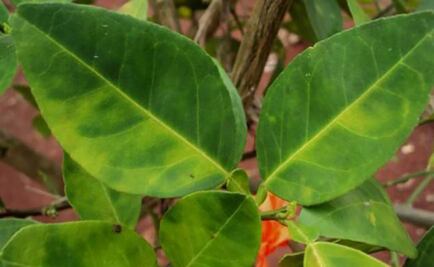 Científicos rusos prevén acelerar la crianza artificial de plantas