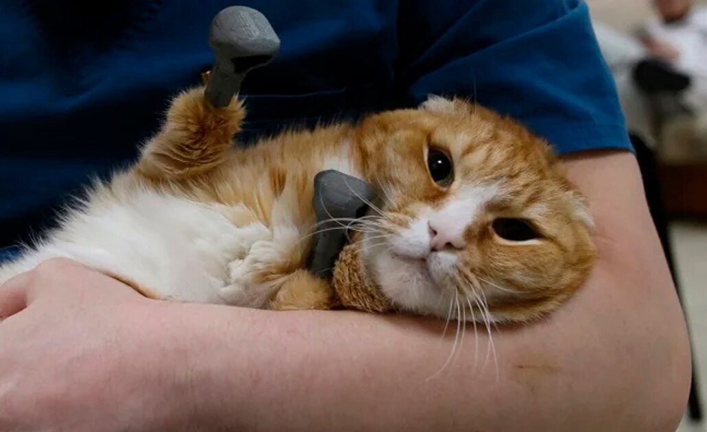 Rescatan gatos congelados en Rusia y les ponen patas de titanio