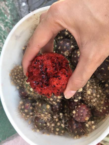 Pitaya, la tuna también llamada "kiwi de monte" que se da en San Luis Potosí