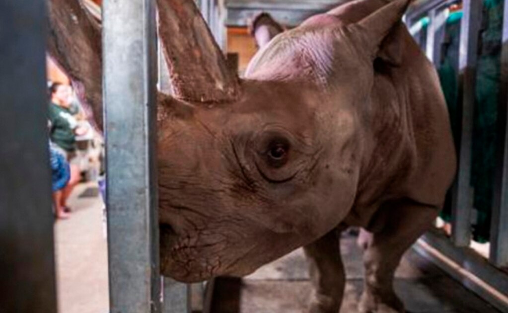 Una rinoceronte negra queda embarazada; la especie está en peligro de extinción