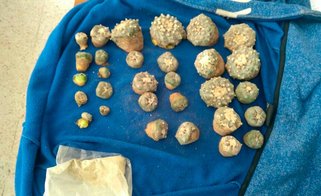 Arrestan a hombre por transportar peyote