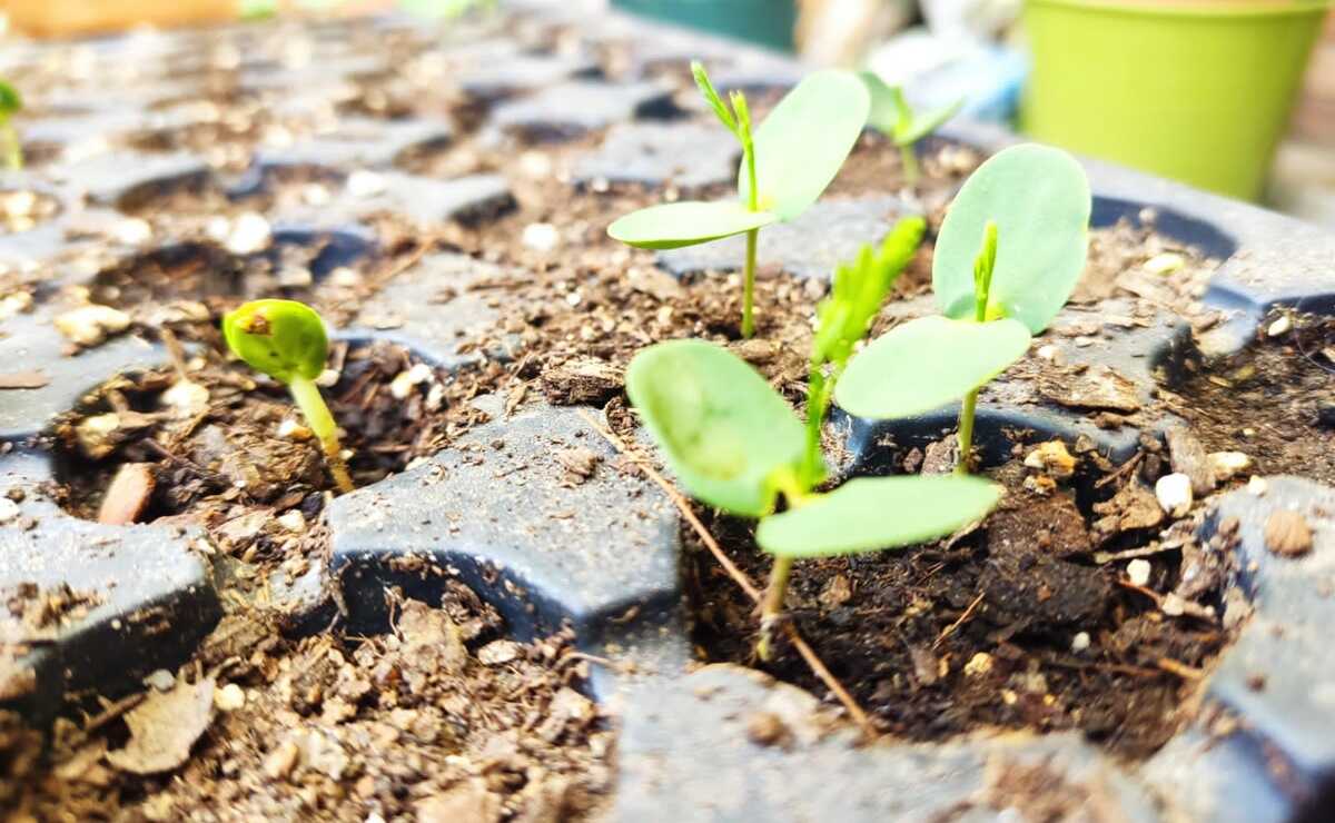 Día del árbol: ¿cuáles son las especies para reproducir fácilmente en SLP? 