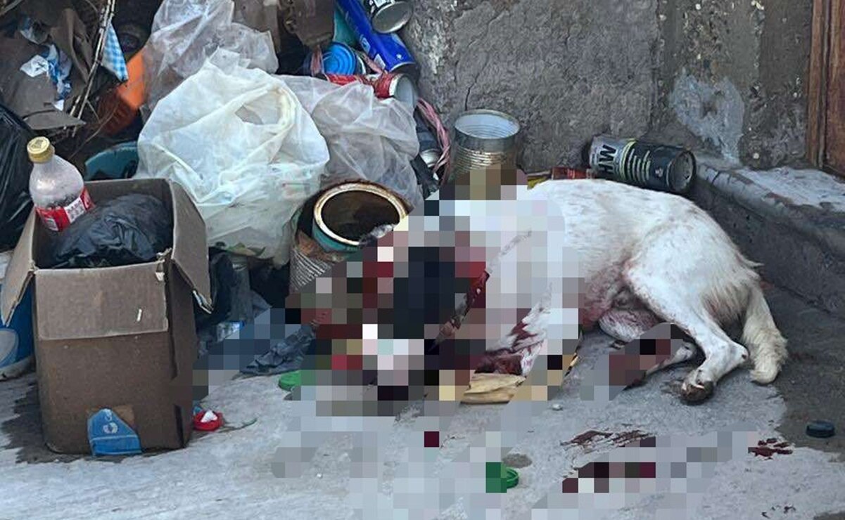 Los residentes escucharon los lamentos del animal mientras era agredido, pero el temor a ser también atacados los llevó a no intervenir. Foto: Especial