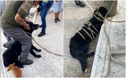 ¡Justicia para Jachy! Autoridades de Ciudad Valles, SLP, torturan y mutilan a perrito; se actuó con "protocolo", justifican 