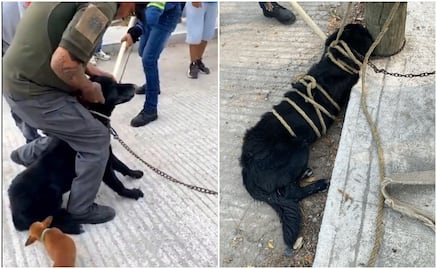 ¡Justicia para Jachy! Autoridades de Ciudad Valles, SLP, torturan y mutilan a perrito; se actuó con "protocolo", justifican 