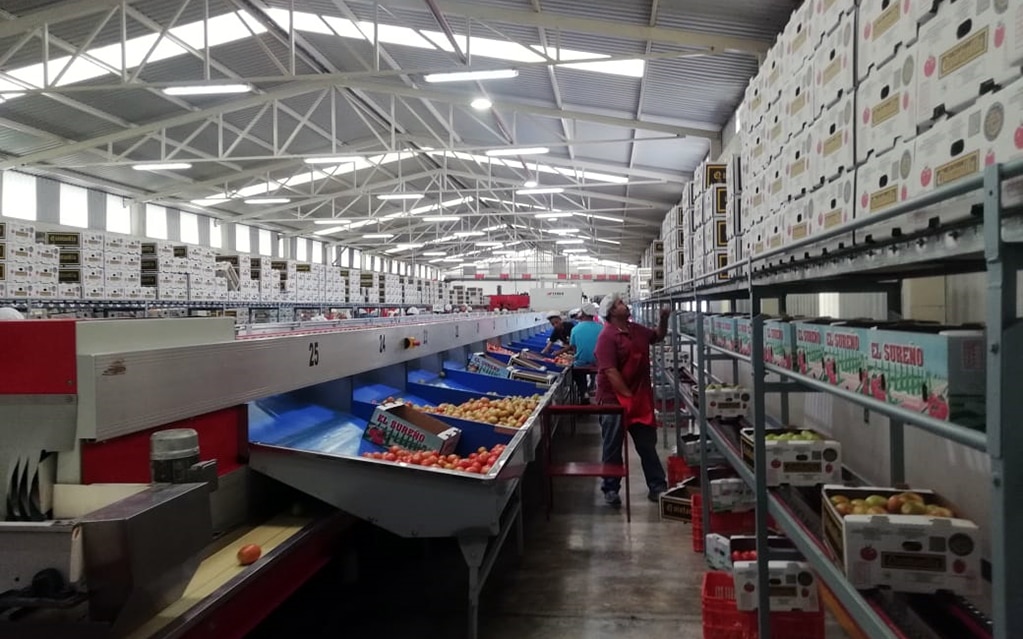 "Mercado estadounidense absorbería aumento arancelario al jitomate"