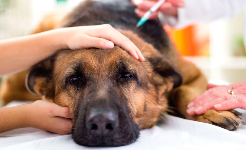 SS reporta aplicación de 279 mil vacunas antirrábicas