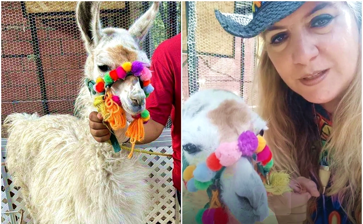 Las revelaciones de sexo son una forma de atraer visitantes y promover la conservación. Foto: Zoológico de Mexquitic