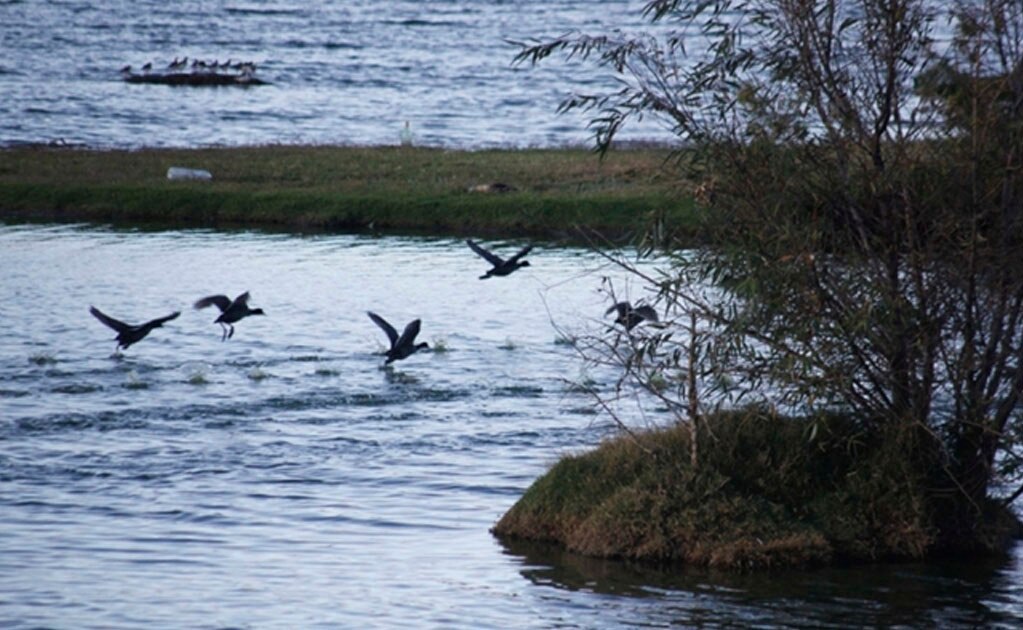 EU y Canadá han perdido 3 mil millones de pájaros en 50 años: Science