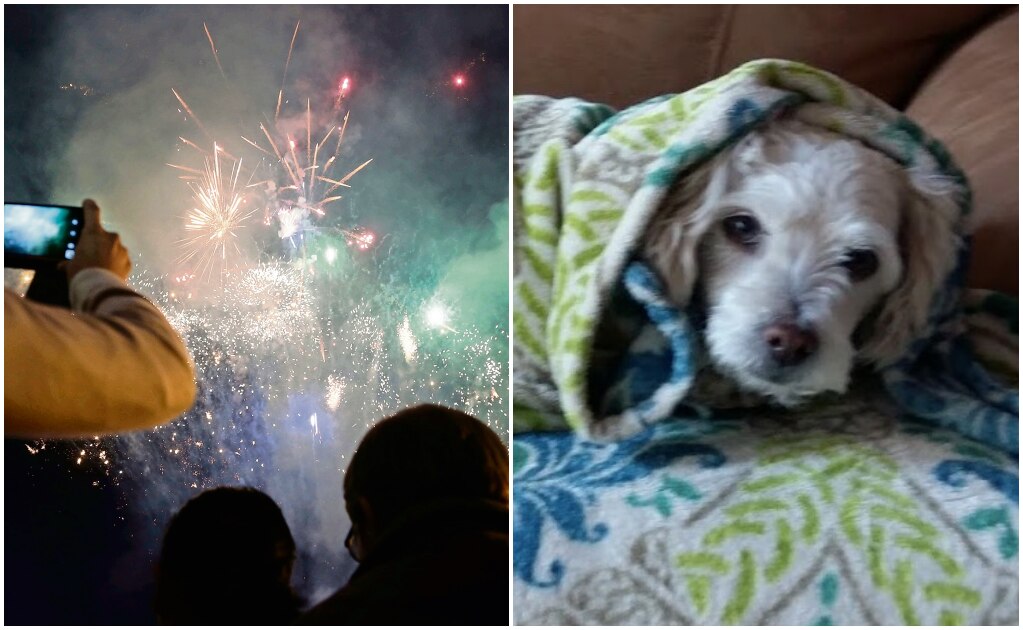 Sonidos de cohetes pueden matar a perros de un ataque de ansiedad: especialista