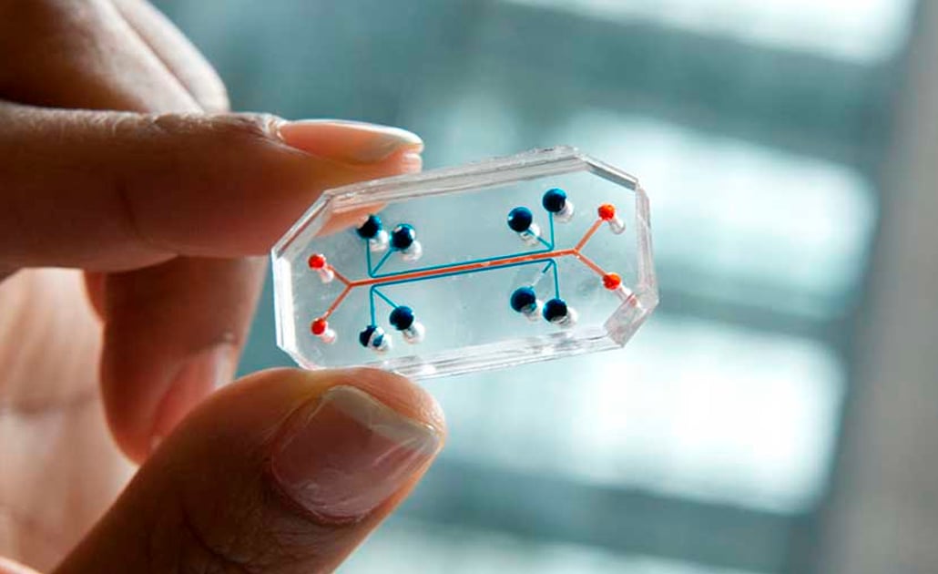 Desarrollan versión miniatura de órganos en "chips"