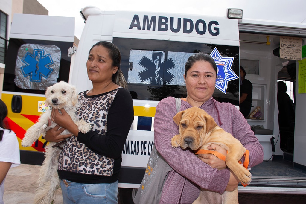 Programa “Ambudog” alcanza dos mil atenciones a mascotas 