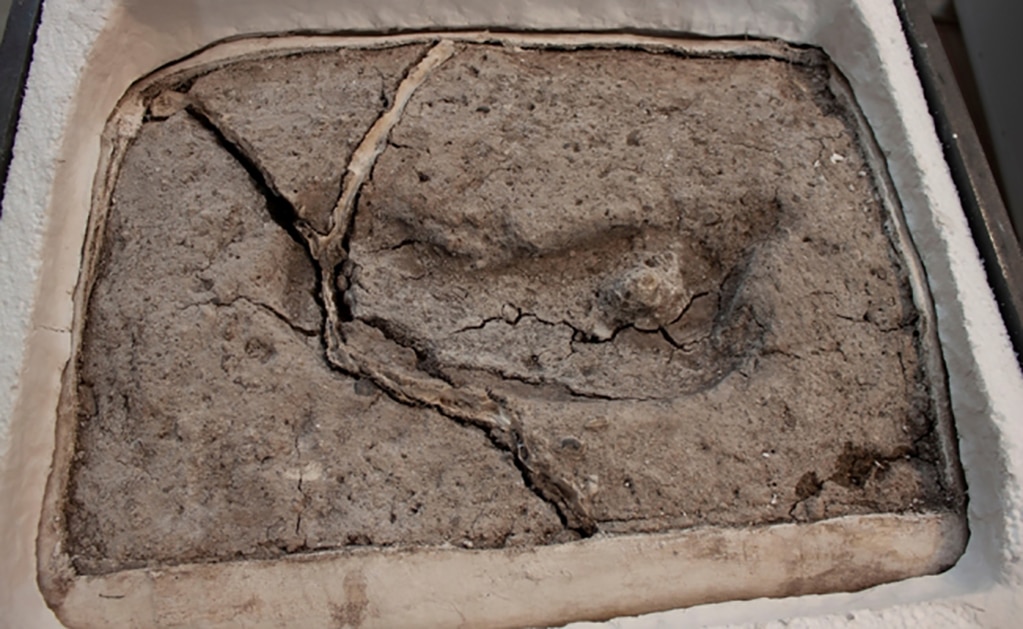 Chile cuenta con el vestigio humano más antiguo hallado en América