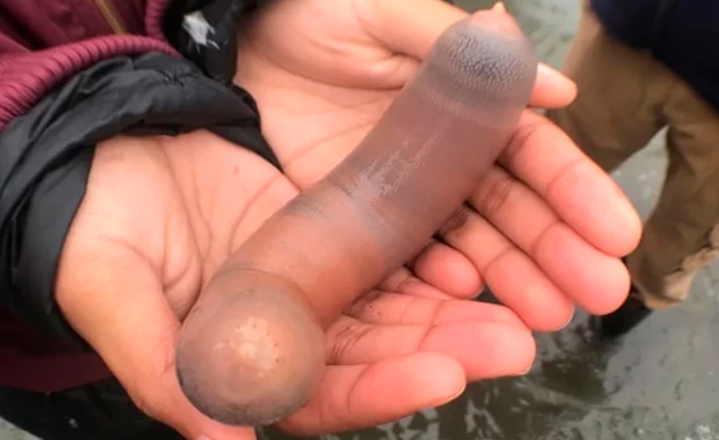 Aparecen miles de "peces pene" en playa de California