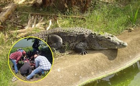 Por ataque de cocodrilo en la Huasteca potosina, llama Protección Civil a no invadir su hábitat 