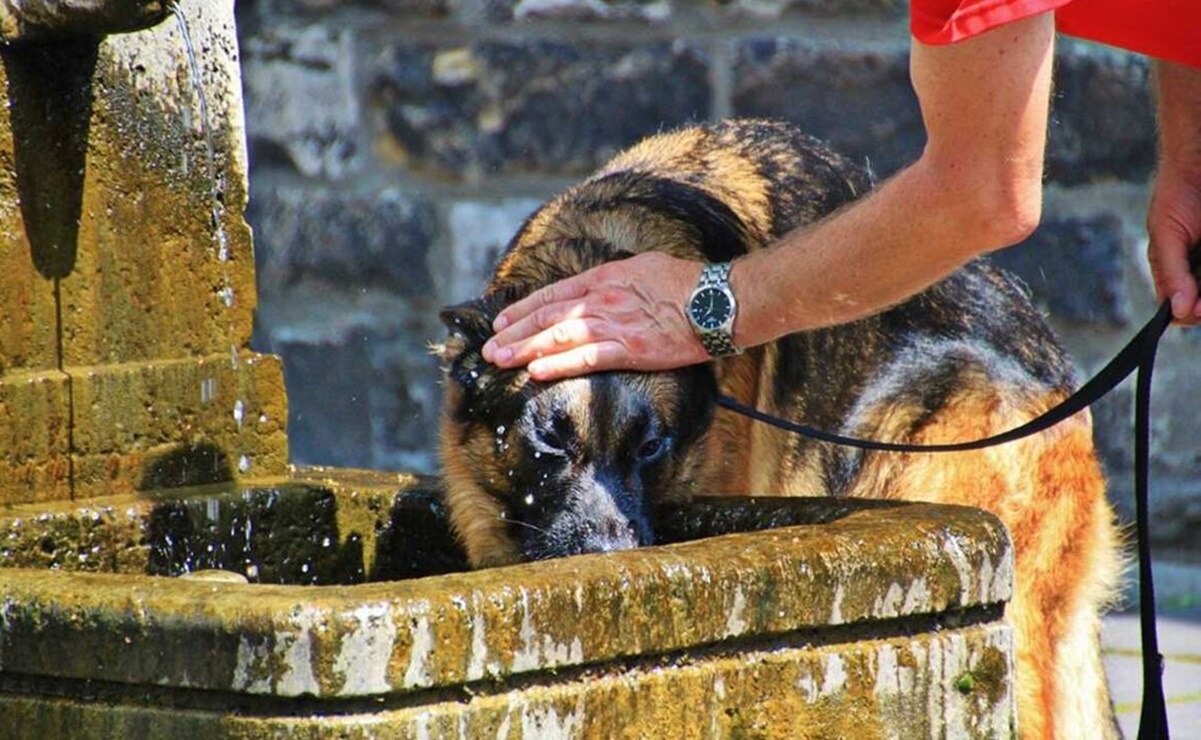 Ante las altas temperaturas, los animales también corren riesgo de sufrir golpes de calor. Foto: Archivo