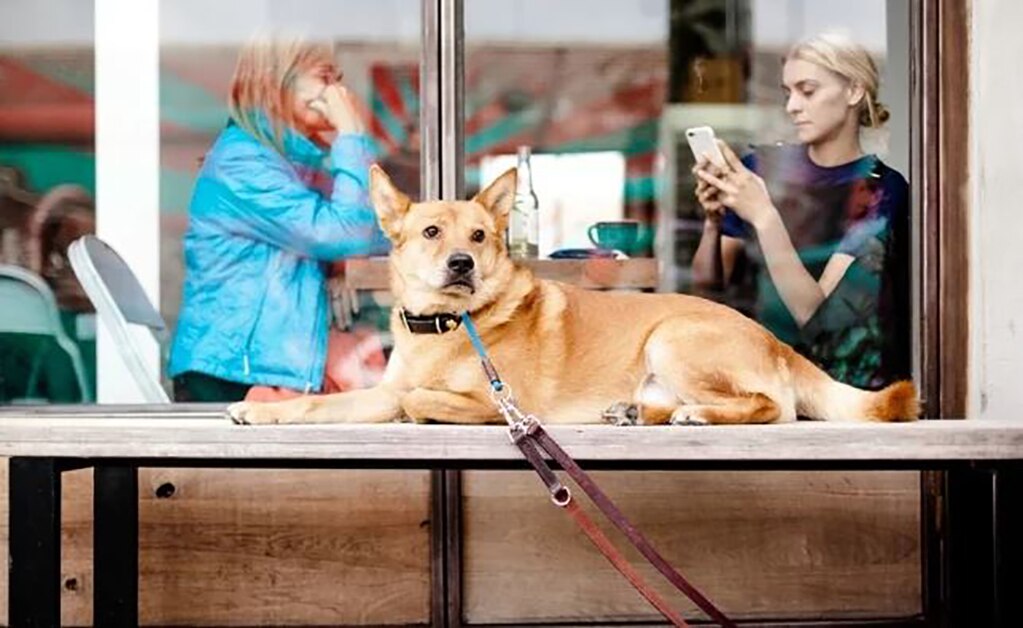 Hotel potosino promueve cultura "pet friendly"