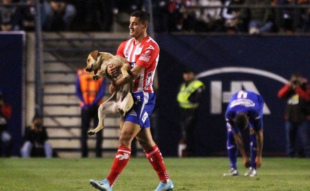 El Atlético de San Luis busca a la perrita que invadió la cancha del Alfonso Lastras