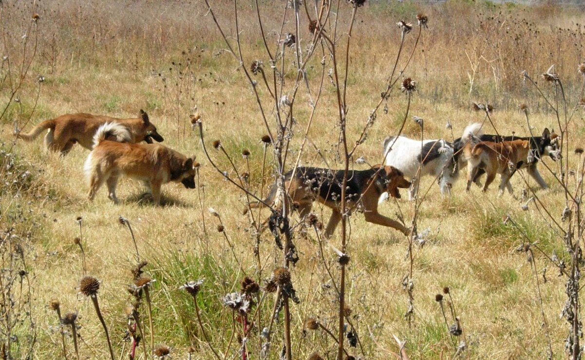Congreso de SLP aprueba que ayuntamientos protejan a perros y gatos de la calle