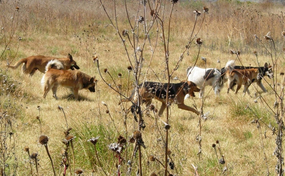 Foto: Archivo. EL UNIVERSAL