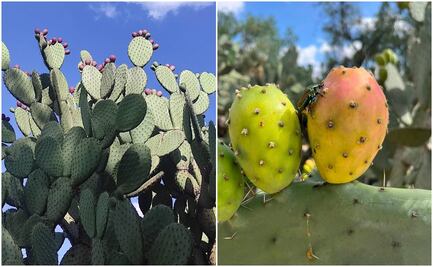 Llega la temporada de tunas a SLP; fruto típico de la región que puedes encontrar en rojo, verde y naranja